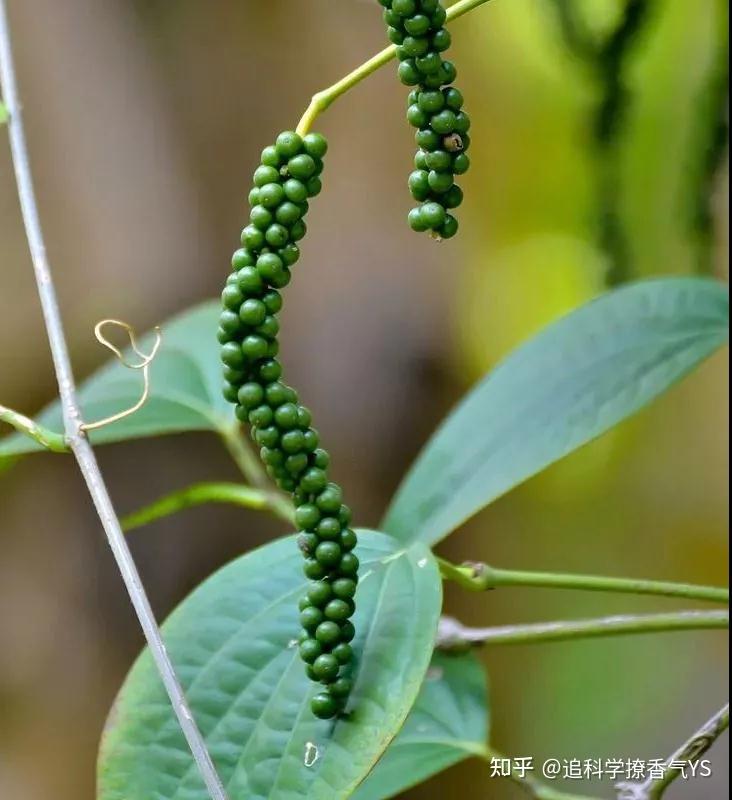 黑胡椒的功效与作用