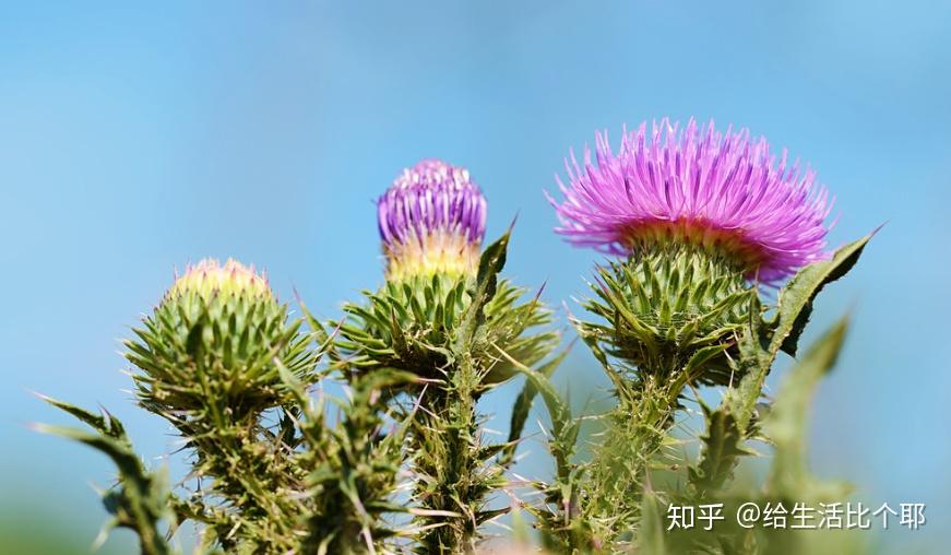 奶蓟草为什么能保肝