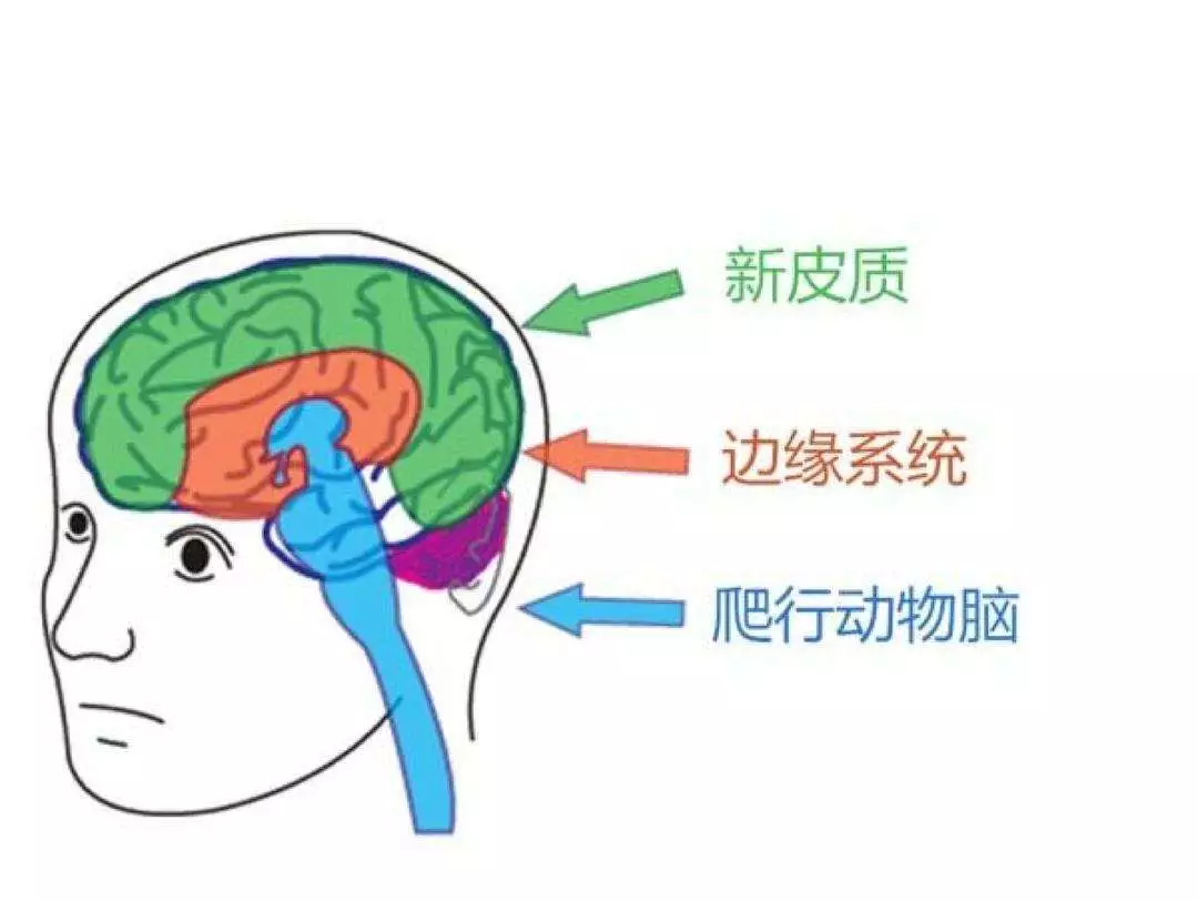 (思维脑:大脑皮层;情绪脑:情绪中枢;爬行脑:脑干)这几天不管医护人员