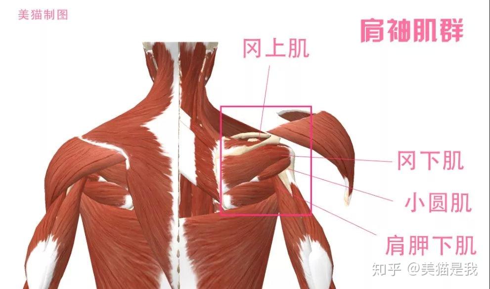 为何你会肩部疼痛学会这些动作降低肩部受伤几率