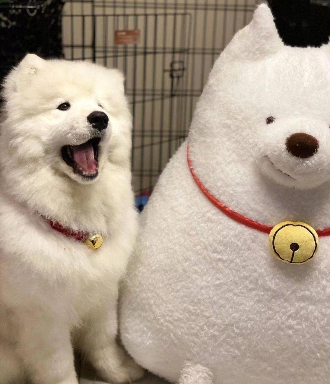 请问有好看的动物头像吗? - 知乎