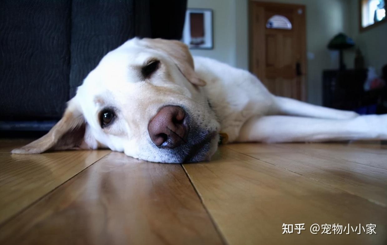 狗狗便秘怎么办?做对这些事,时机一到就"通畅无阻"了 - 知乎