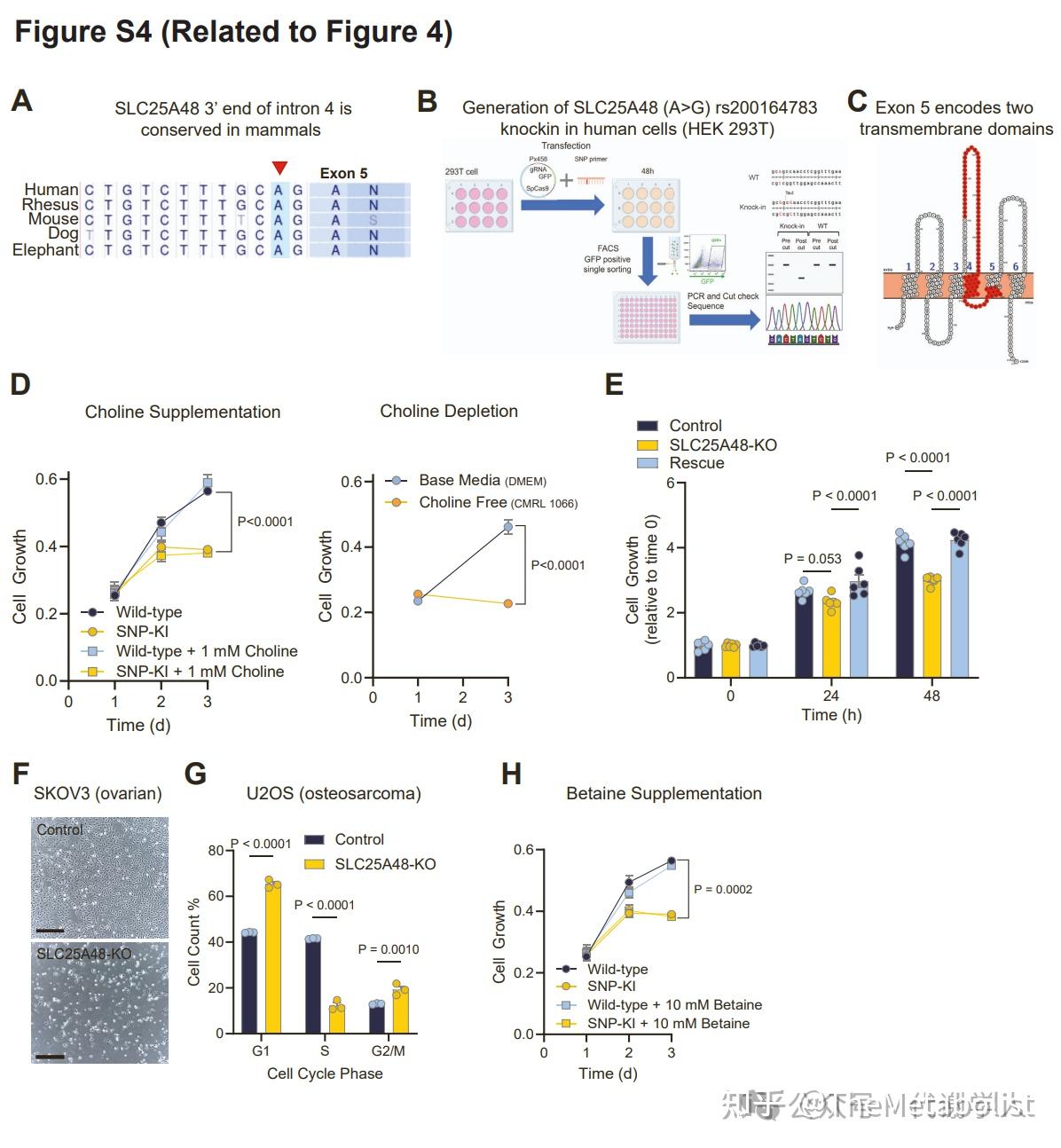 代谢学人——Cell Metabolism：胆碱转运供碳新，线粒体中贯通循 - 知乎