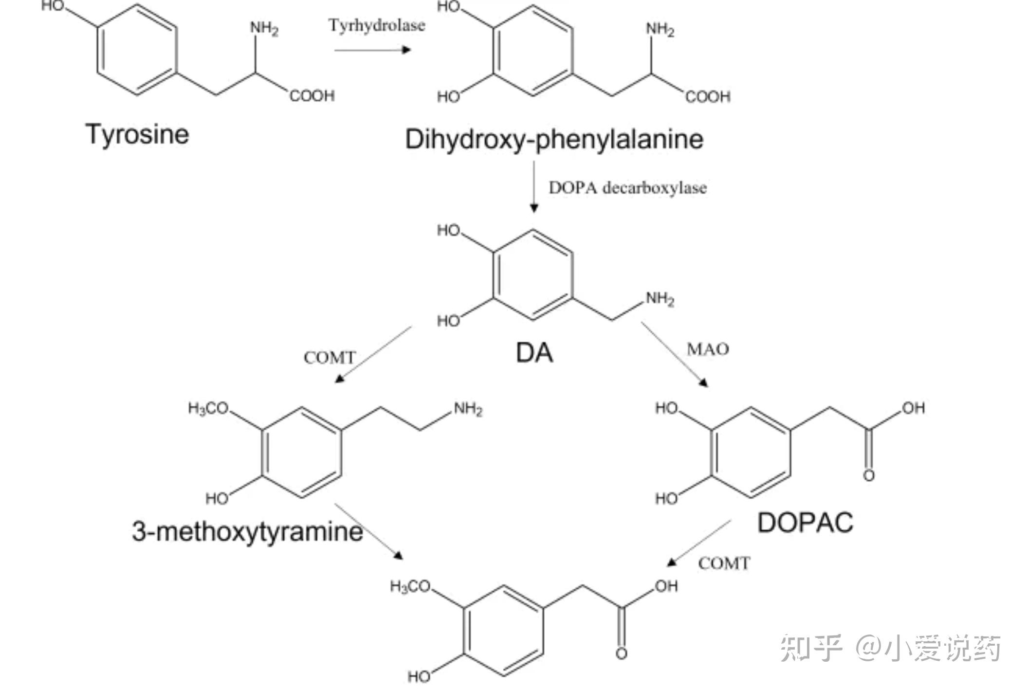 多巴胺检测|代谢产物分析|ADME检测|DOPAC|HVA |CNS - 知乎