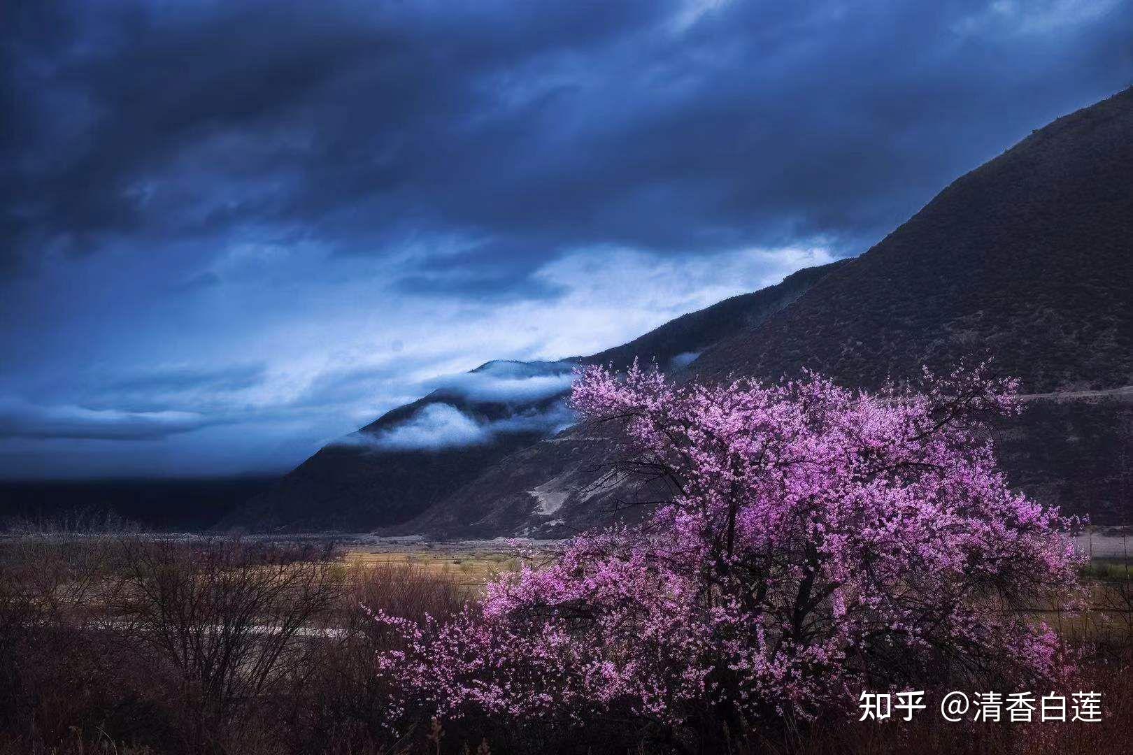 暗色系鲜花壁纸