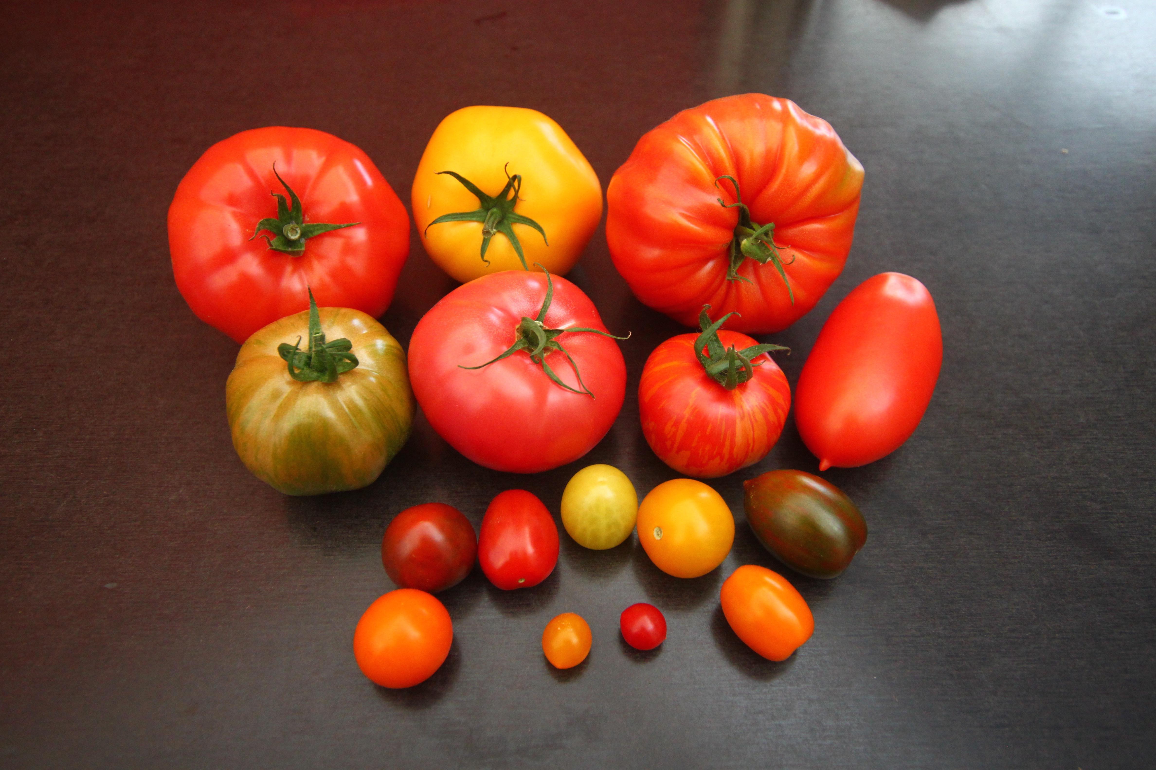 你知道番茄为什么会有很多颜色么？ - 知乎