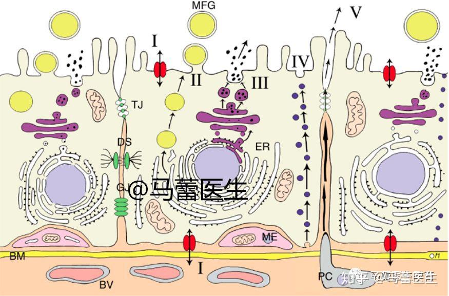 你真的知道乳汁是如何产生的90的人都不知道