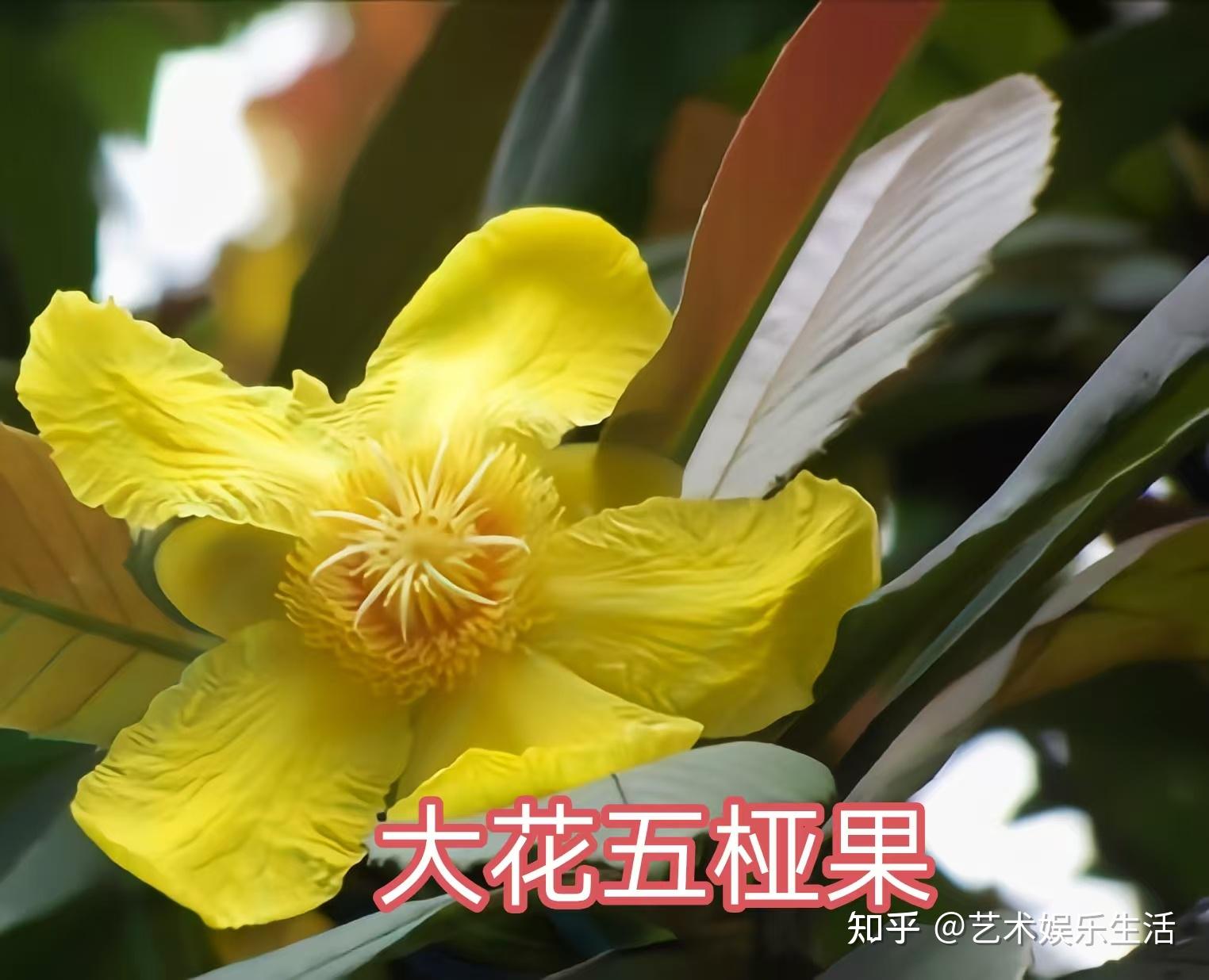 五桠果科的6种代表植物 - 知乎