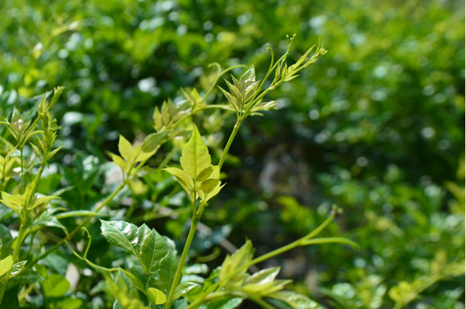你不知道的事藤茶似茶非茶