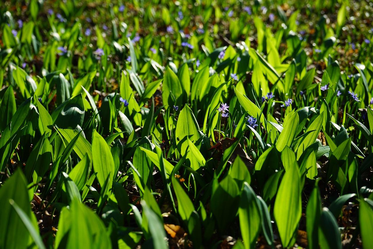 5. 秋葵零售价查询