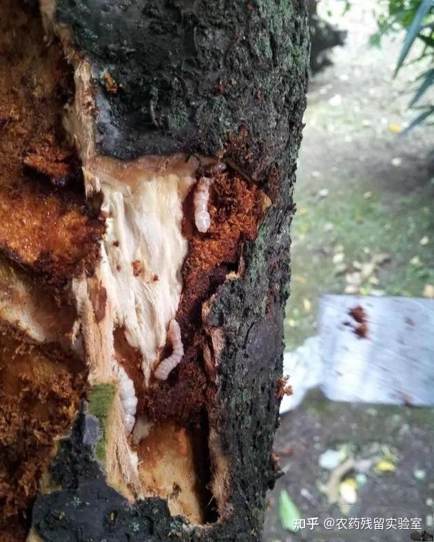 请问这棵桃树招了什么虫子? - 知乎