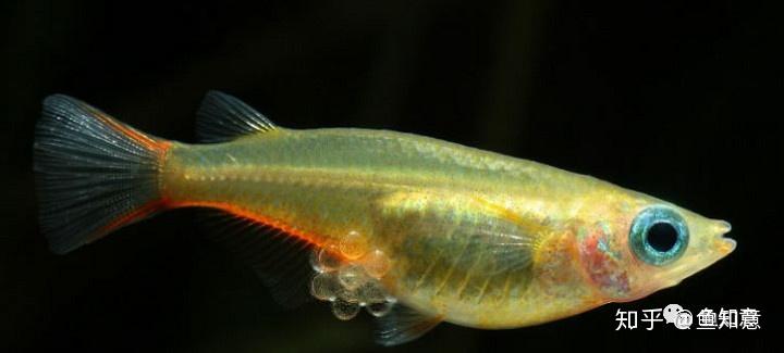 小型观赏鱼:七彩稻田鳉鱼 - 知乎
