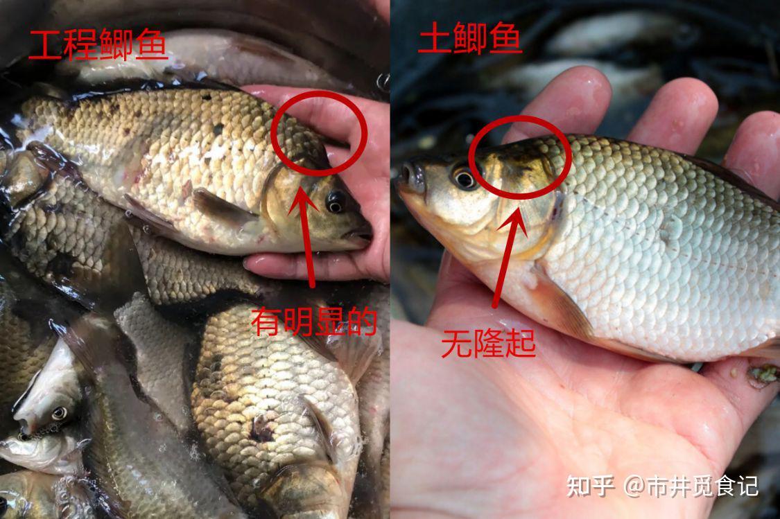我今天抓到了这样的鲫鱼,谁能帮我看一下这个是为什么? - 知乎