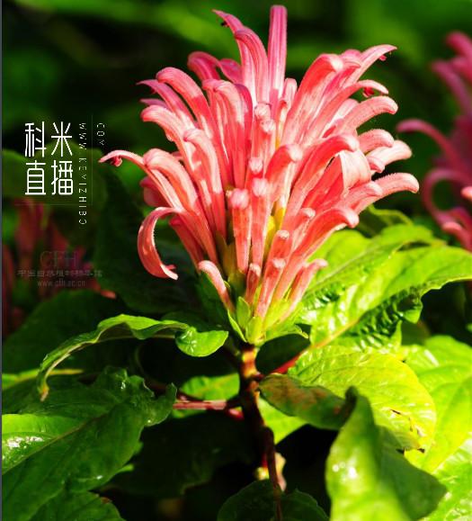 外柔内刚的珊瑚花