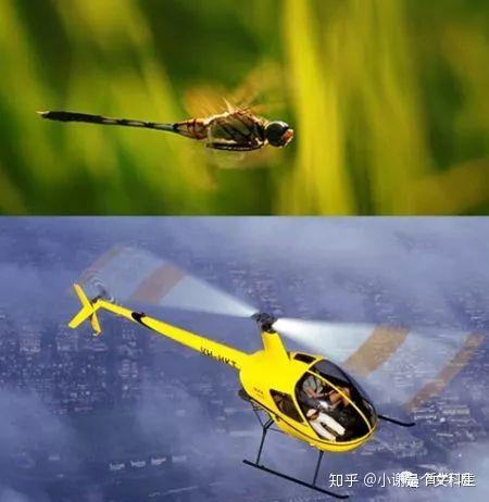 青蛙的寿命几年 v2-d038f2632a1804ce831abd275a41734c_r.jpg