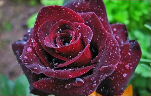 黑色玫瑰 农百科