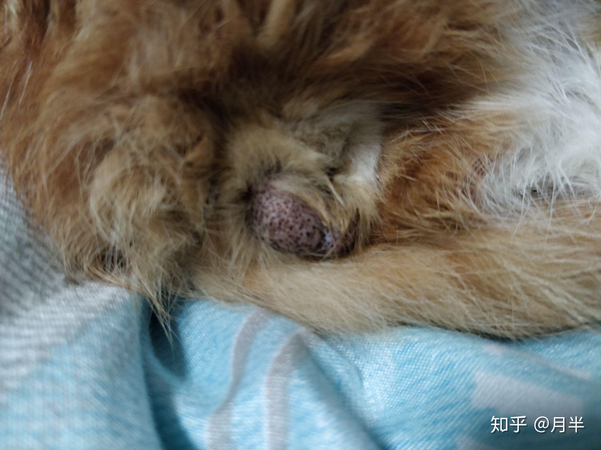猫咪毛囊炎是这样的么