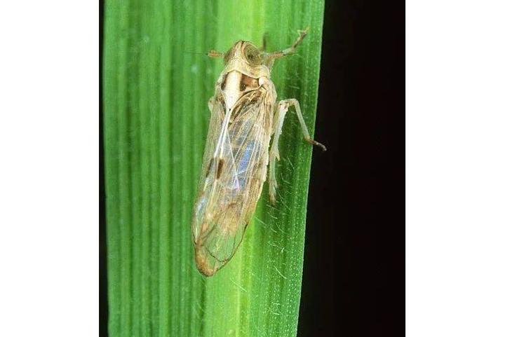 【动物界全系列】稻虱科—飞虱族(三):阿拉飞虱 - 知乎