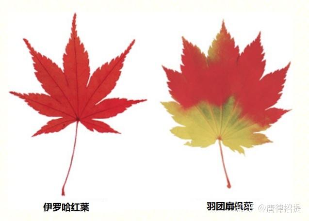 日本红葉的故事 知乎