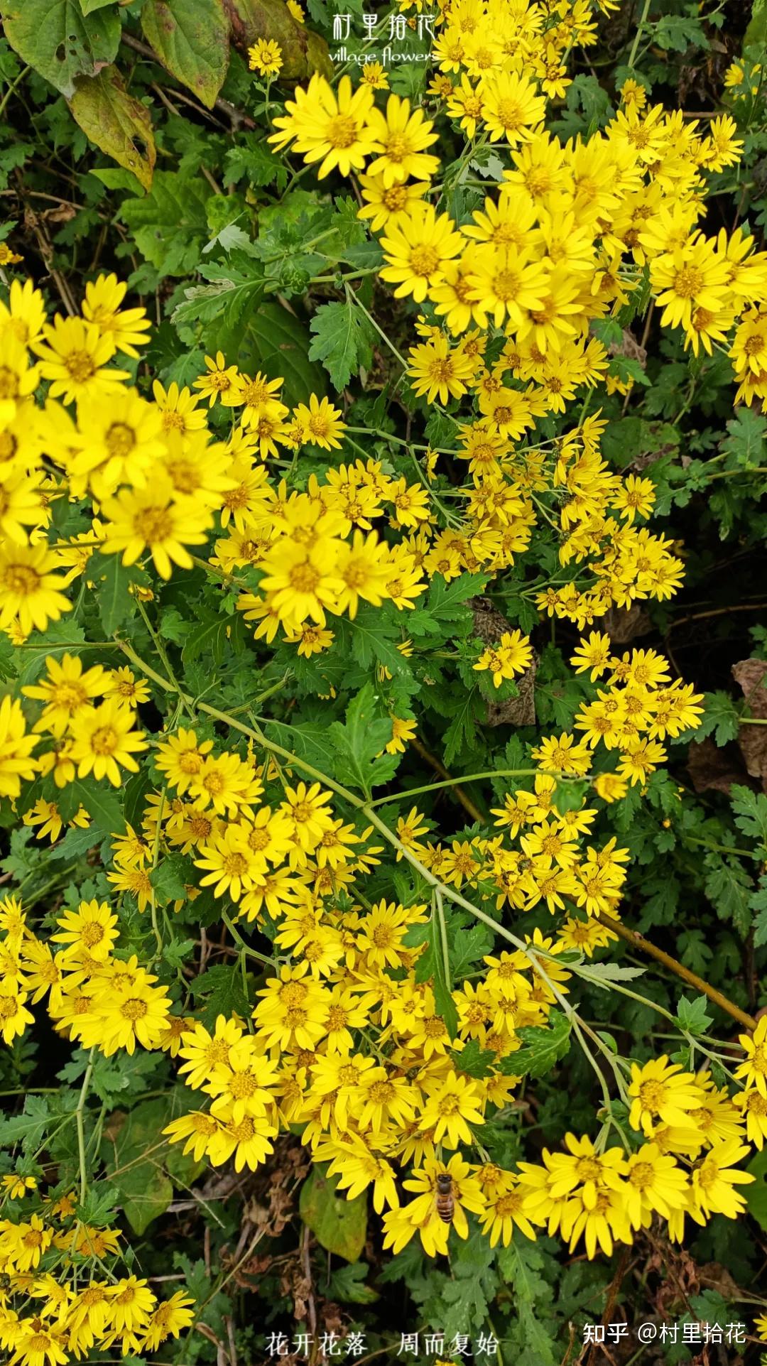 所以,万一你在外头浪的时候,看到类似的小菊花,就别指望说想区分是野