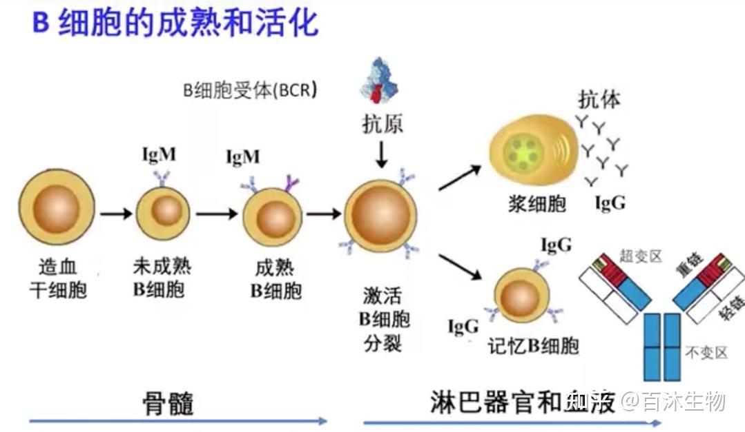 受到抗原刺激后增殖分化被激活,分化的其中一个方向是分化成记忆b细胞