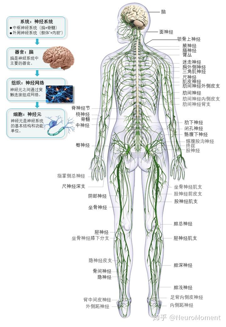 解剖神经系统的结构是怎么样的