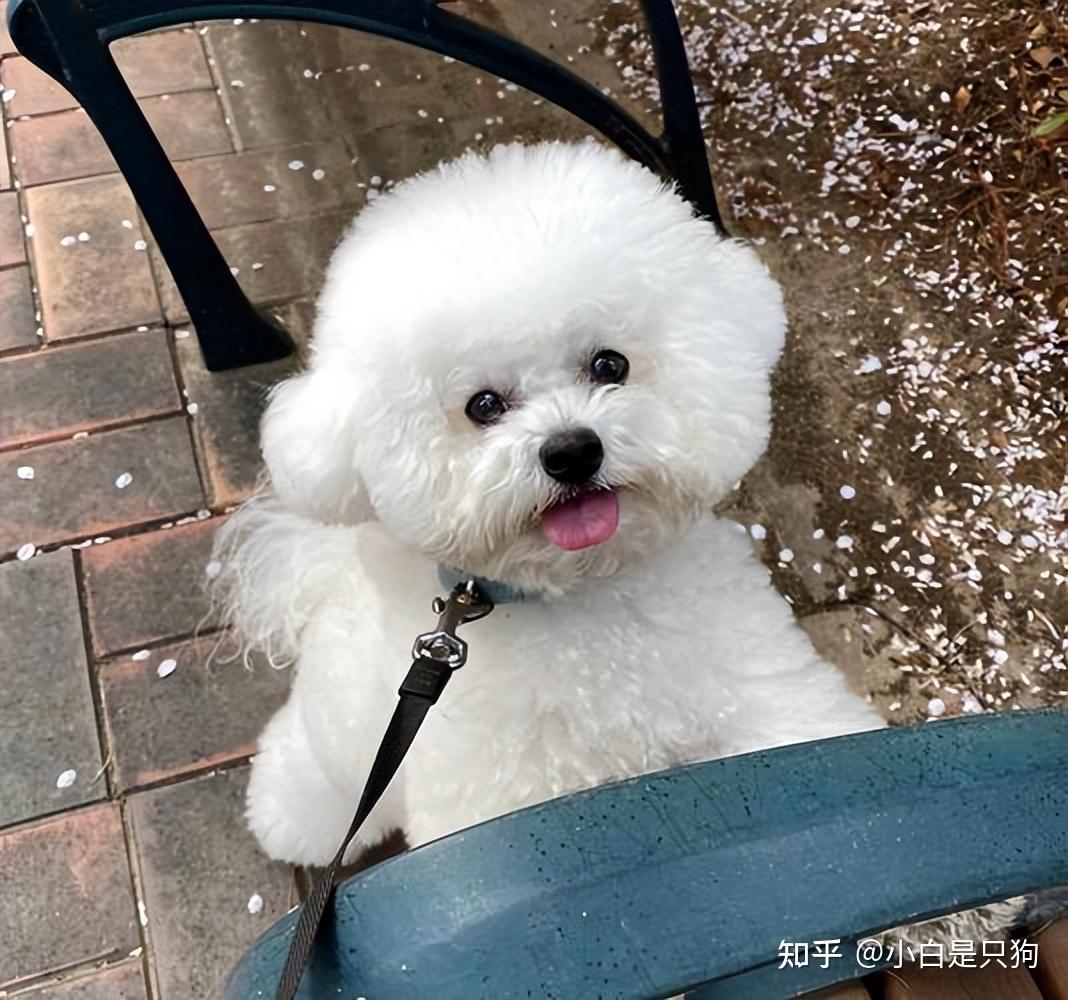 中型犬乖巧的犬类图片