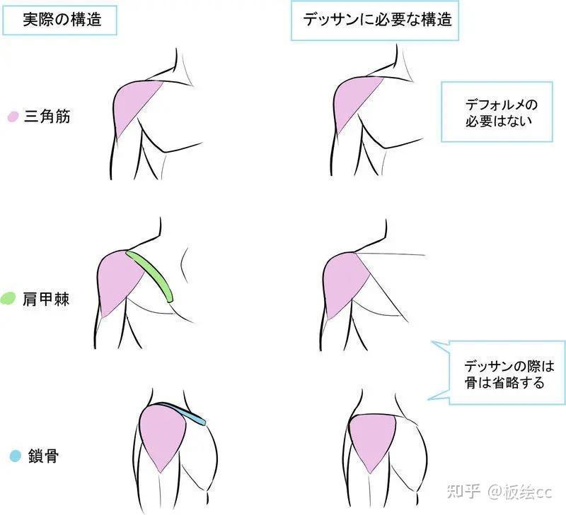 肩膀形状分类图解图片