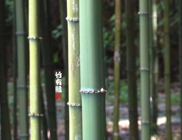 和尚穿上整齐的袈裟 虔诚地把方竹从禅房前移栽在那女子的坟上 方竹子