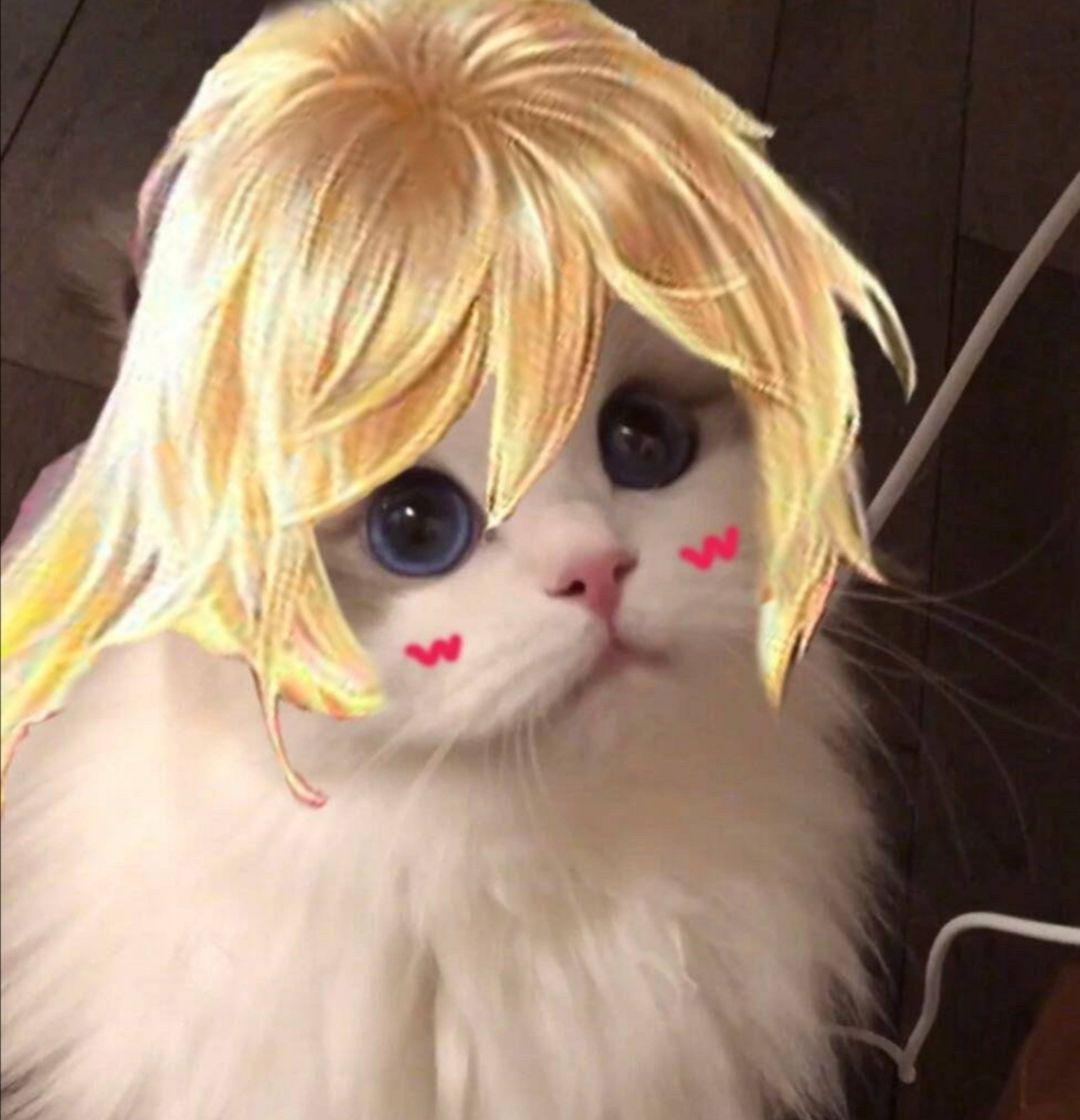 谁有王者荣耀最近非常火的猫咪接头的呀