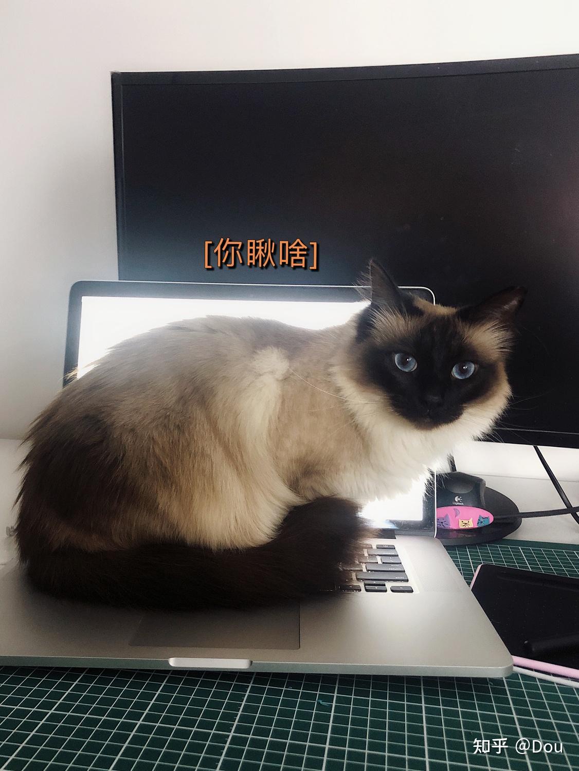 重点色布偶挖煤工黑脸到底有多可爱