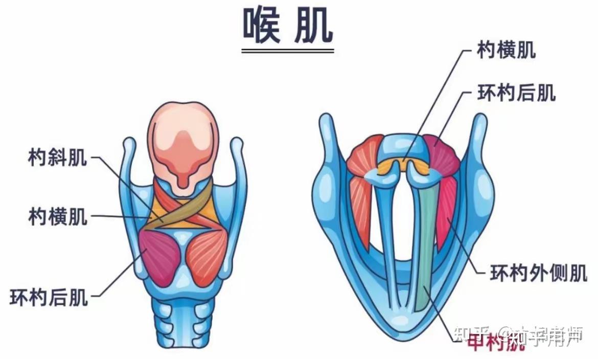 嗓子发声和丹田发声怎么区分? - 知乎