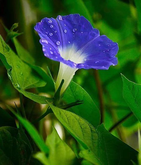 牵牛花 夏日绝唱 知乎 牵牛花 夏日绝唱 知乎