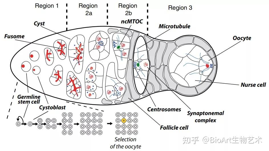 生殖幹細胞產生成囊細胞(cystoblast),成囊細胞在不完全的胞質分裂的