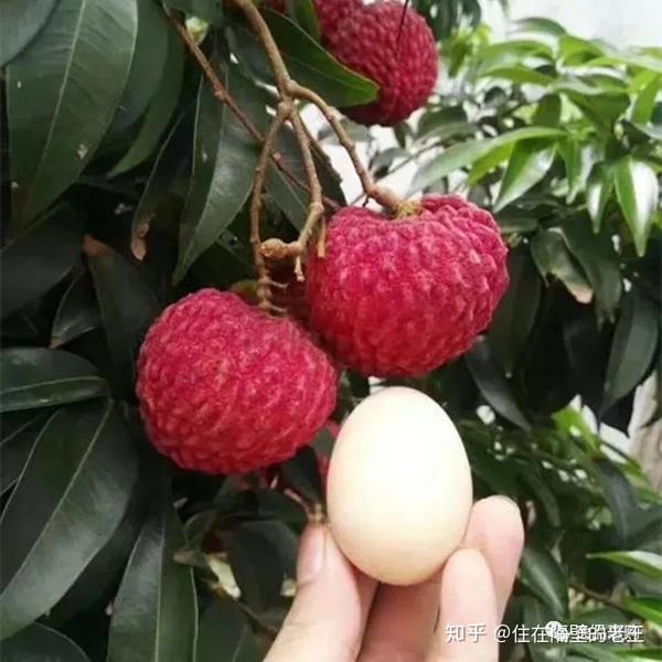 “海南荔枝王” 这就是你要找的超大甜荔枝！ - 知乎