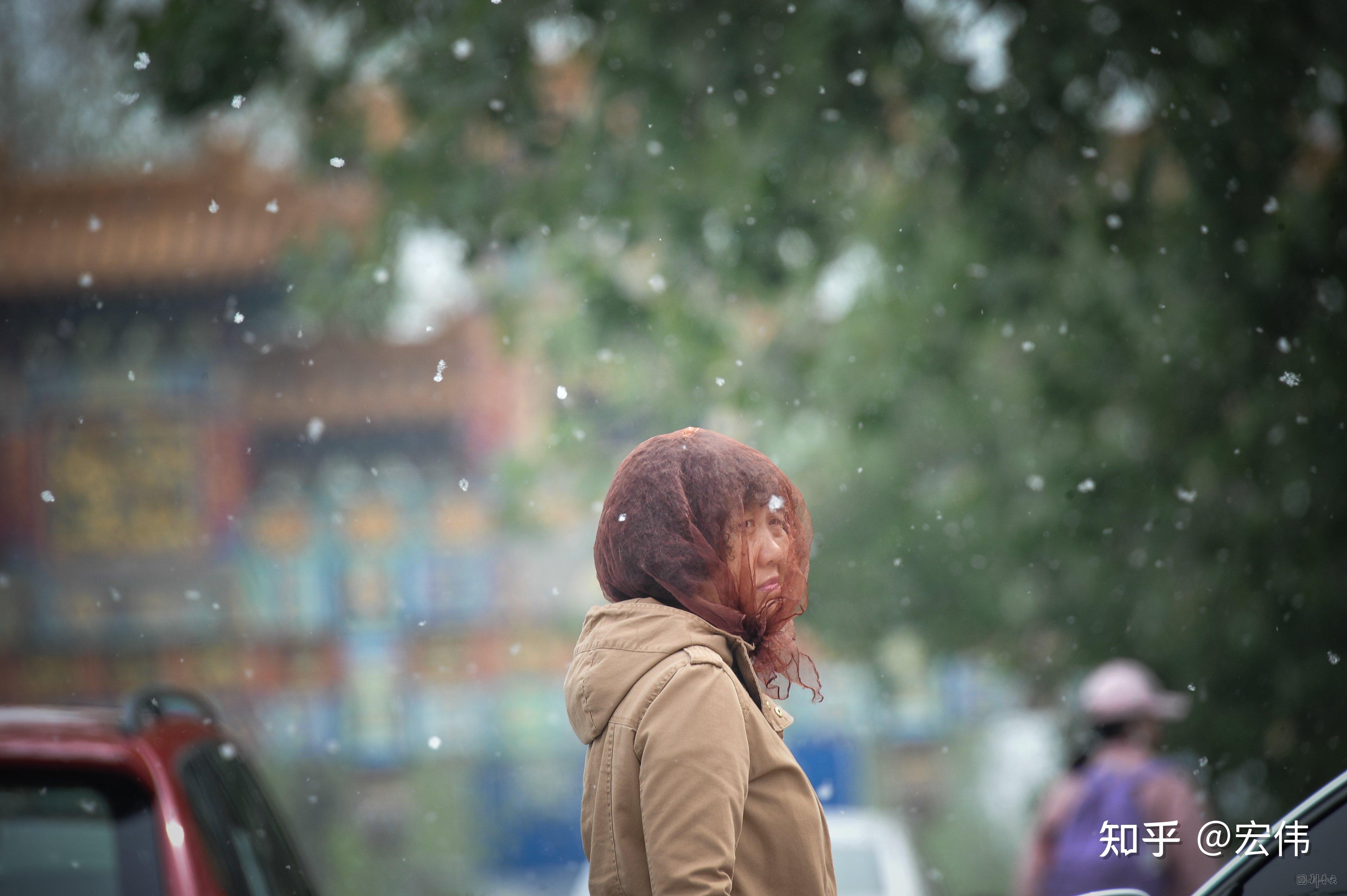柳絮如雪的季节怎样平安度过