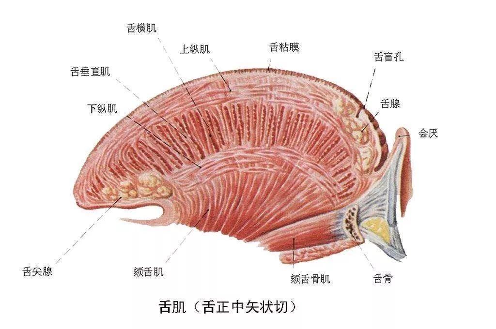 舌头腺体图片