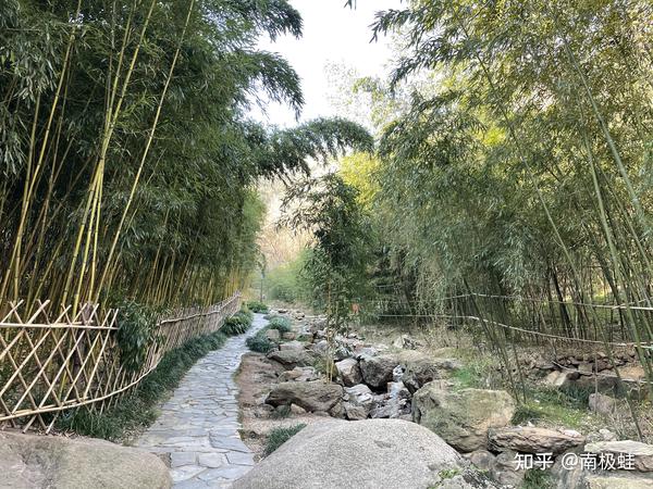 青岛一地理位置特殊的竹子庵，因一棵1600年银杏树而闻名 - 知乎
