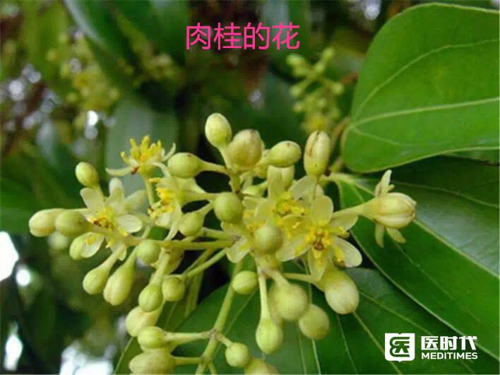 桂枝与桂花是否有血缘关系呢? - 知乎