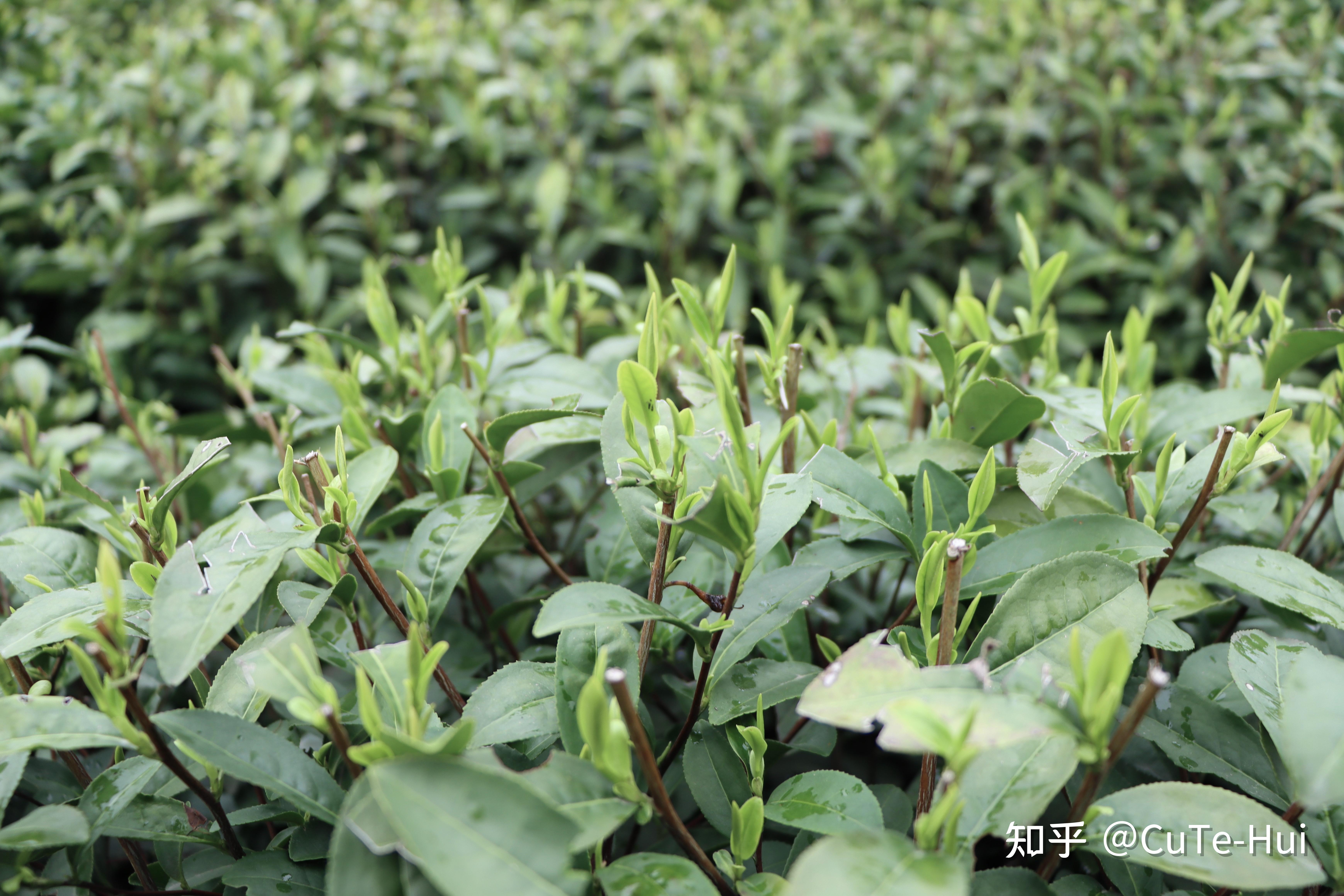 这是2022西湖龙井梅家坞产区群体种的茶园,青叶,和茶汤照片(群体种又