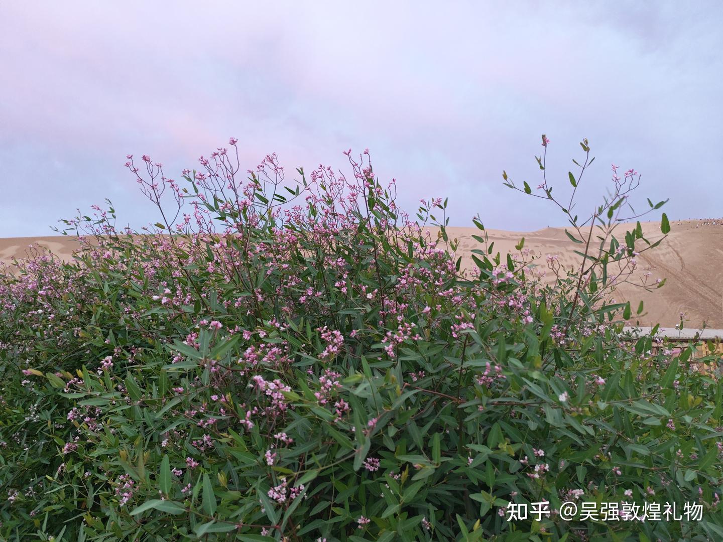 敦煌八怪|小花红麻罗布麻成长记 - 知乎