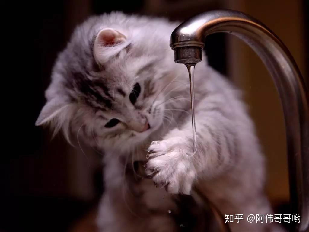 猫从杯子里喝水照片摄影图片_ID:416493882-Veer图库