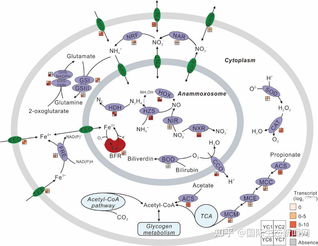 厌氧氨氧化菌(Anammox)的研究 - 知乎