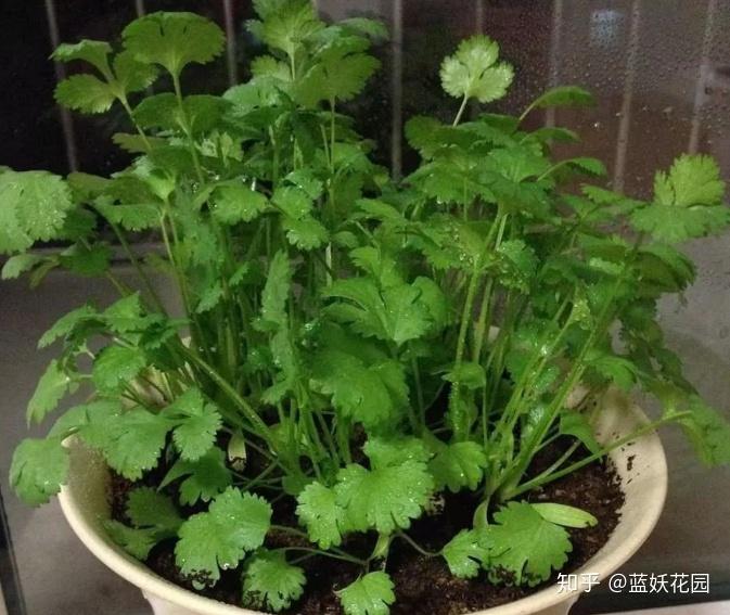 香菜怎么种出芽快 v2-d0a1c8d26293cf0939c75d4550068bc0_r.jpg