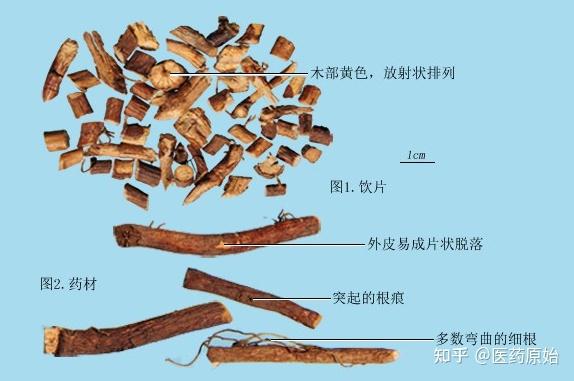 带你识别北豆根