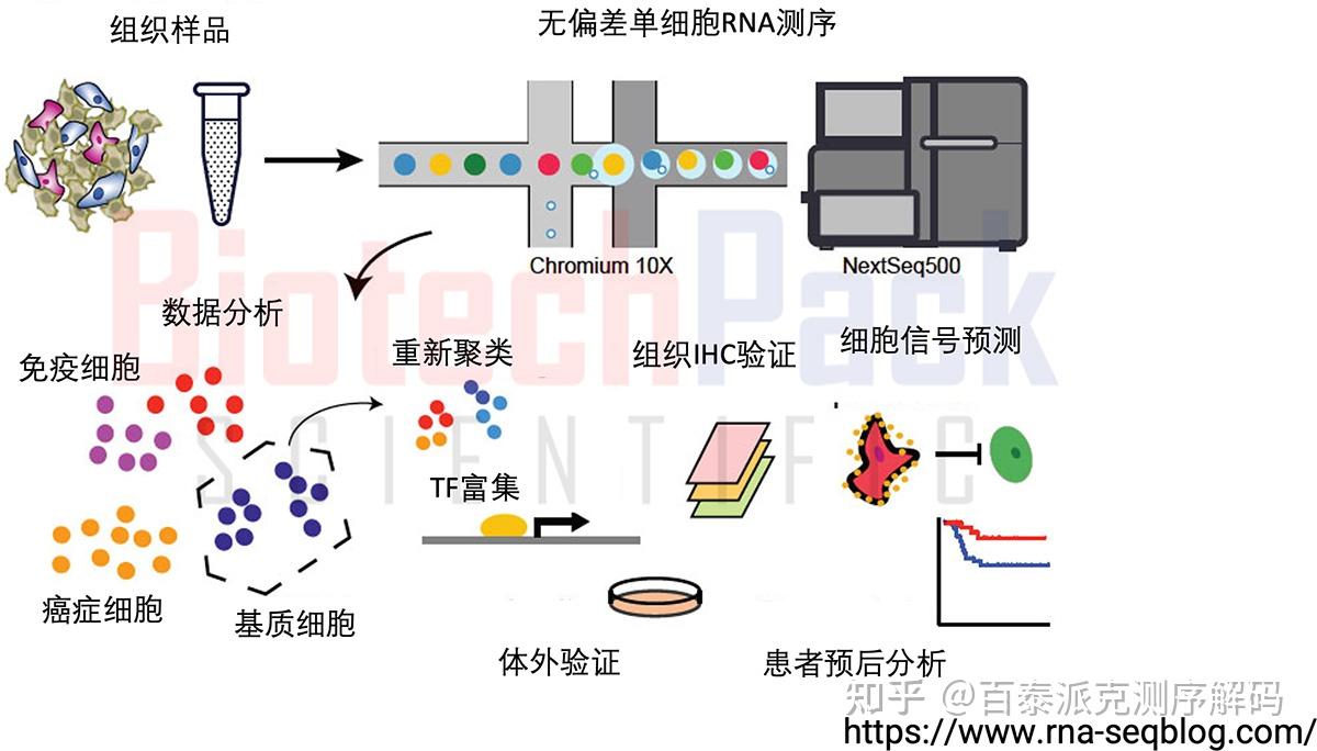 单细胞测序示意图图片