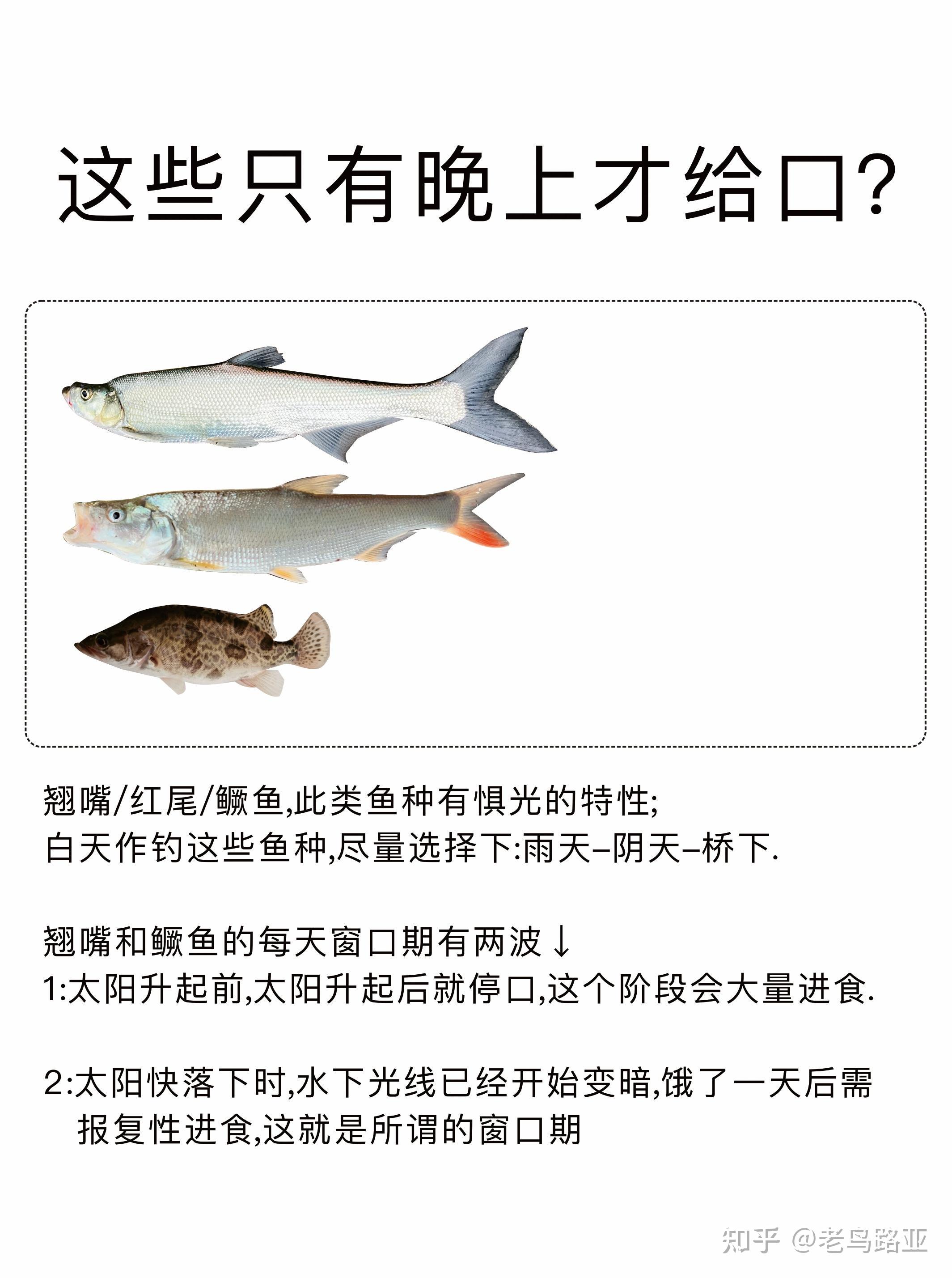 在中国路亚真的钓不到鱼吗？ - 知乎