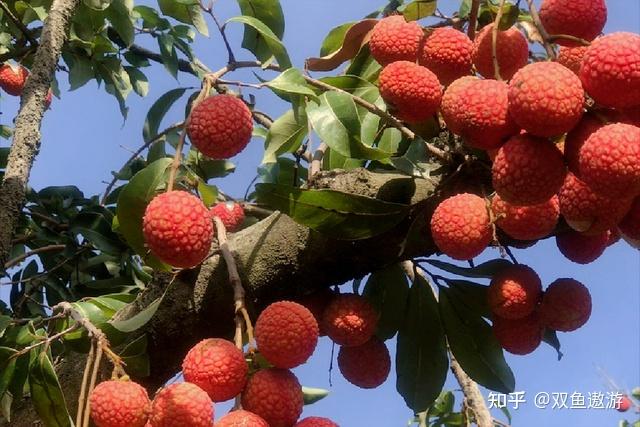为什么荔枝被称为「东方爱情果」？荔枝会像牛油果、车厘子一样成为国际高端水果吗？ - 知乎