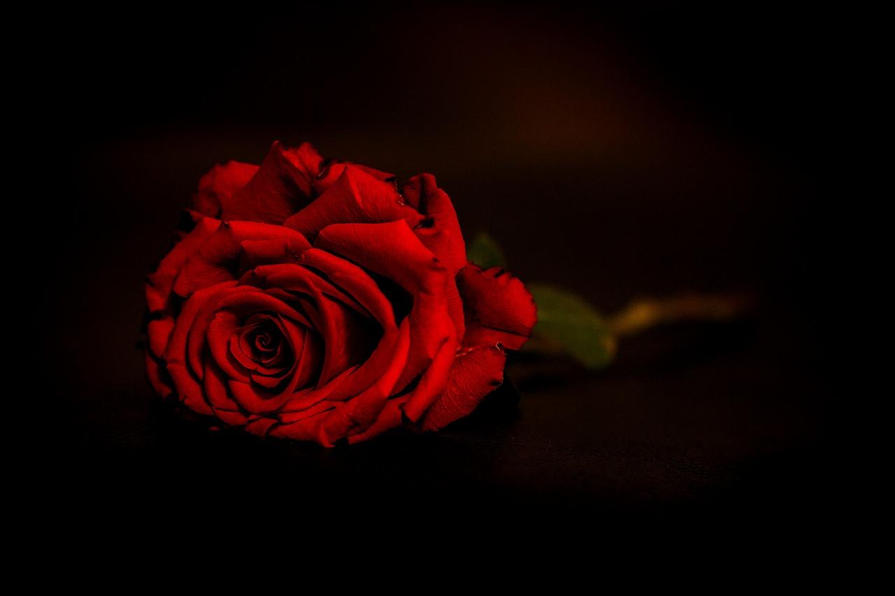 2. 玫瑰花瓣形状