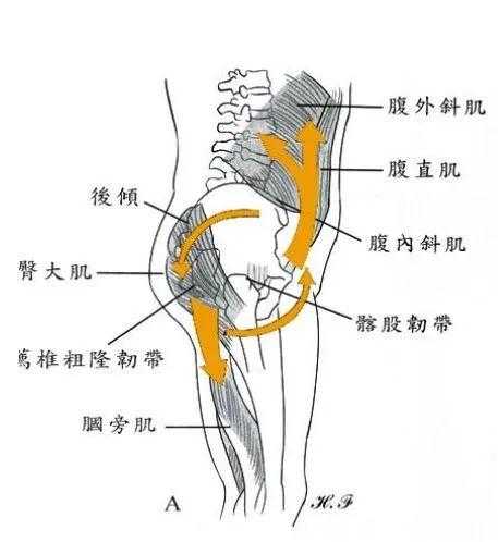 臀位线的位置图片图片